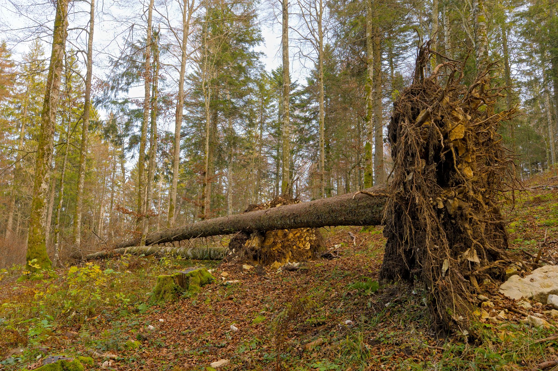 Enlèvement Arbre Urgence à Bruges